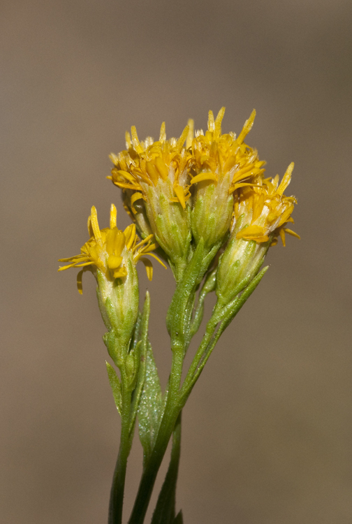 Plancia ëd Euthamia occidentalis Nutt.