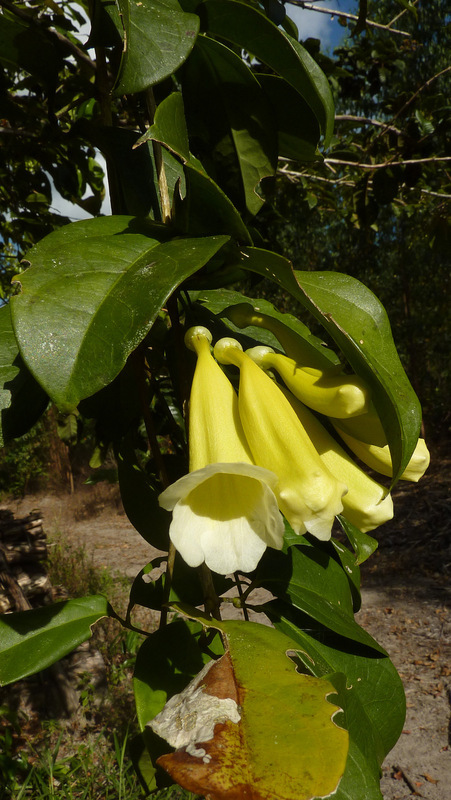 Image of Anemopaegma citrinum Mart. ex DC.