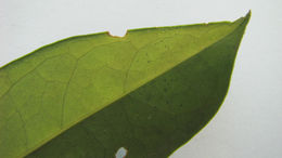 Image of Anemopaegma citrinum Mart. ex DC.