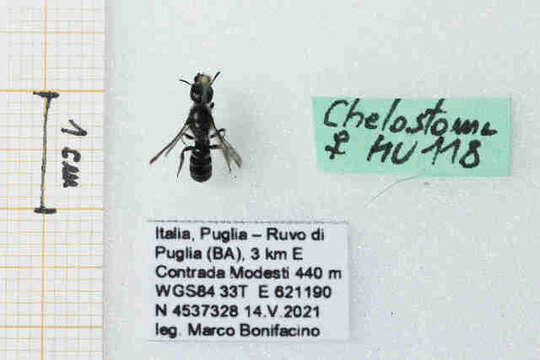 Image of Chelostoma Latreille 1809