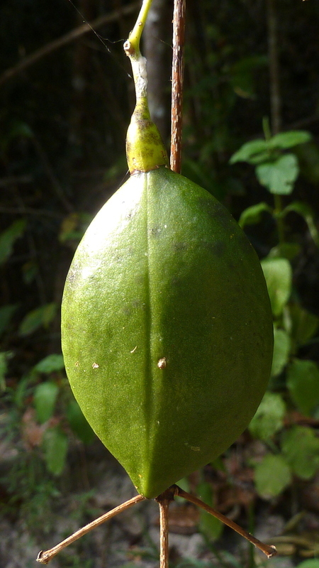 Image of Anemopaegma citrinum Mart. ex DC.