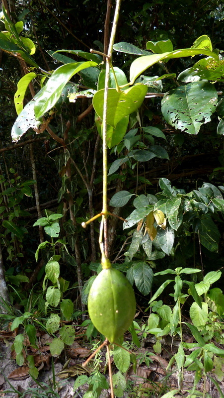 Image of Anemopaegma citrinum Mart. ex DC.