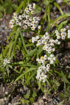 Imagem de Anaphalis margaritacea (L.) Benth.