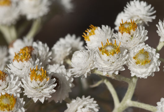 Imagem de Anaphalis margaritacea (L.) Benth.