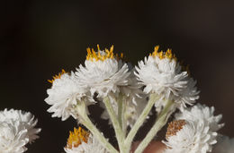 Image of Pearly Everlasting