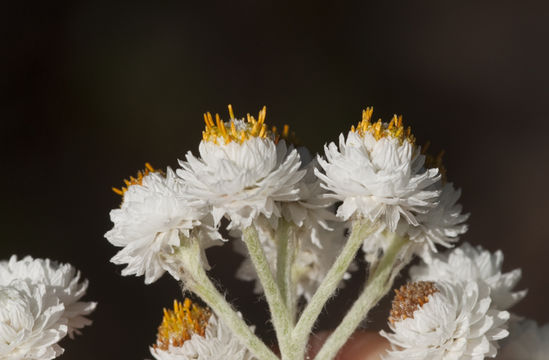 Imagem de Anaphalis margaritacea (L.) Benth.