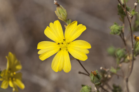 Слика од Lagophylla glandulosa A. Gray