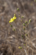 Слика од Lagophylla glandulosa A. Gray