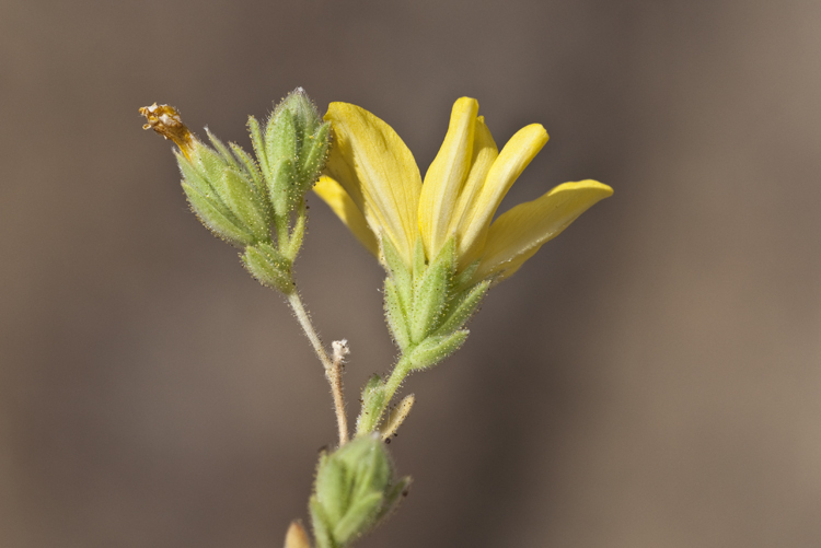 Слика од Lagophylla glandulosa A. Gray