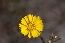 Слика од Madia elegans D. Don