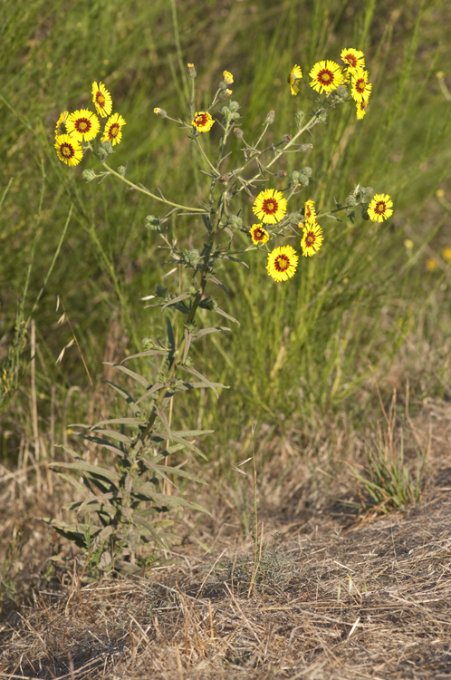 Слика од Madia elegans D. Don