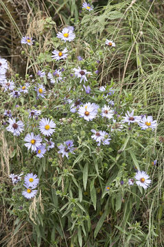 Plancia ëd Symphyotrichum lanceolatum var. hesperium (A. Gray) G. L. Nesom