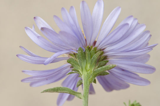 Plancia ëd Symphyotrichum lanceolatum var. hesperium (A. Gray) G. L. Nesom