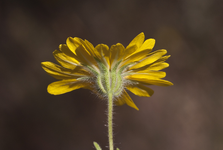 Слика од Madia elegans D. Don