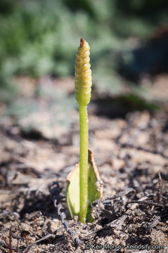 Sivun Ophioglossum californicum Prantl kuva