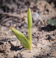 Image of California adderstongue