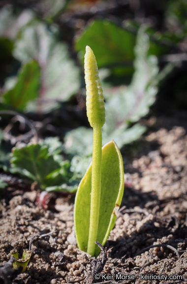 Image of California adderstongue