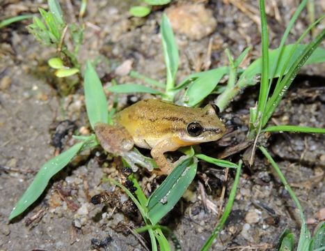 Image of Stauffer's Long-nosed Treefrog