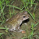 Image of Wiegmann's toad