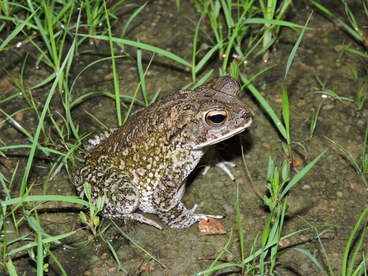Image of Wiegmann's toad
