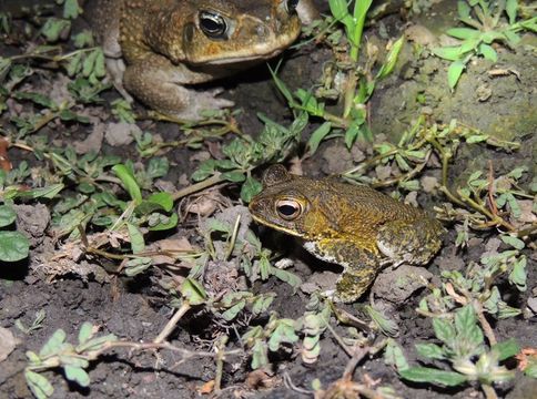 Image of Wiegmann's toad