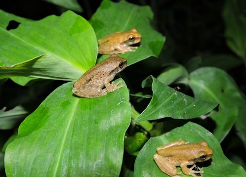 Image of Stauffer's Long-nosed Treefrog