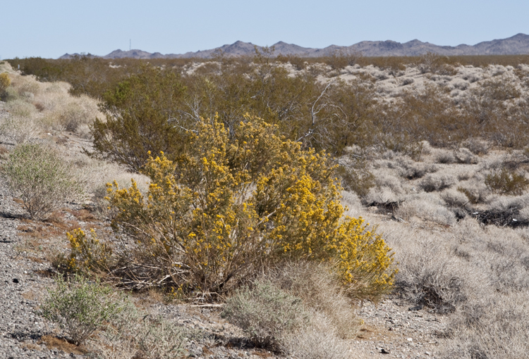 Image of Mojave rabbitbrush