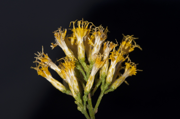 Image of Mojave rabbitbrush