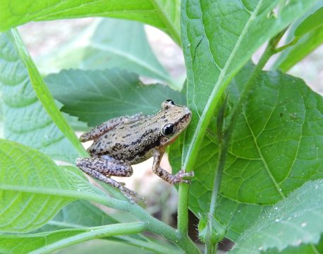 Image of Stauffer's Long-nosed Treefrog