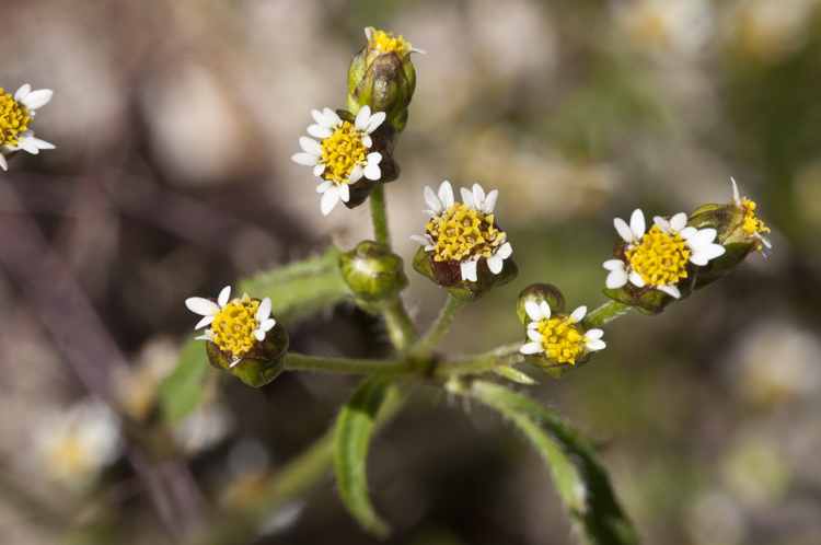 Galinsoga parviflora var. semicalva A. Gray resmi