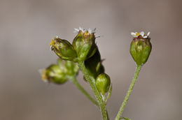 Image of Galinsoga parviflora var. semicalva A. Gray