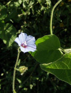 Image of midnightblue clustervine