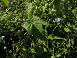 Image of midnightblue clustervine