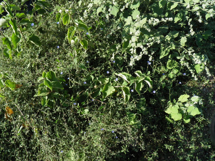 Image of midnightblue clustervine