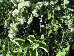 Image of midnightblue clustervine