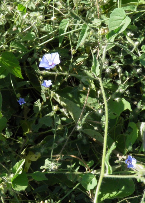 Image of midnightblue clustervine