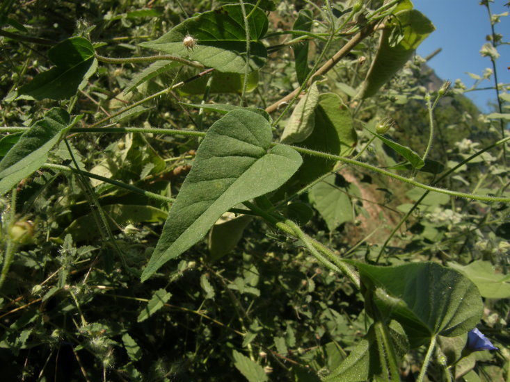 Sivun Jacquemontia agrestis (C. Mart. ex Choisy) Meissn. kuva