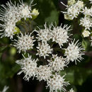 Plancia ëd Ageratina altissima var. roanensis (Small) Clewell & Wooten