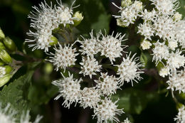 Imagem de Ageratina altissima var. roanensis (Small) Clewell & Wooten
