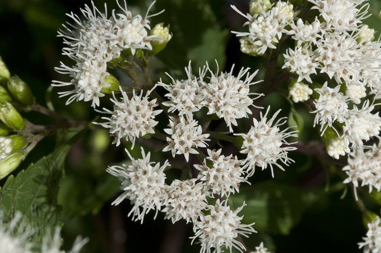 Plancia ëd Ageratina altissima var. roanensis (Small) Clewell & Wooten