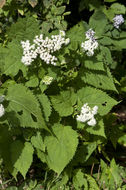 Plancia ëd Ageratina altissima var. roanensis (Small) Clewell & Wooten