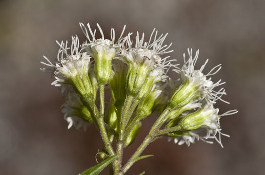 Plancia ëd Ageratina altissima var. roanensis (Small) Clewell & Wooten