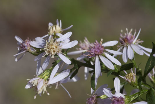 Image of common blue wood aster