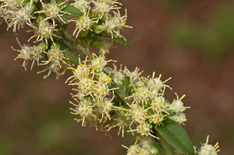 Image of white goldenrod