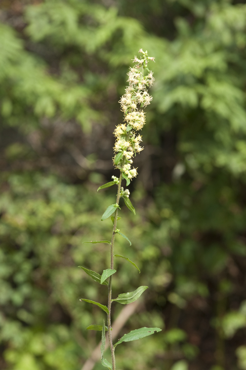 Image of white goldenrod