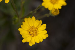 Image of Maryland goldenaster