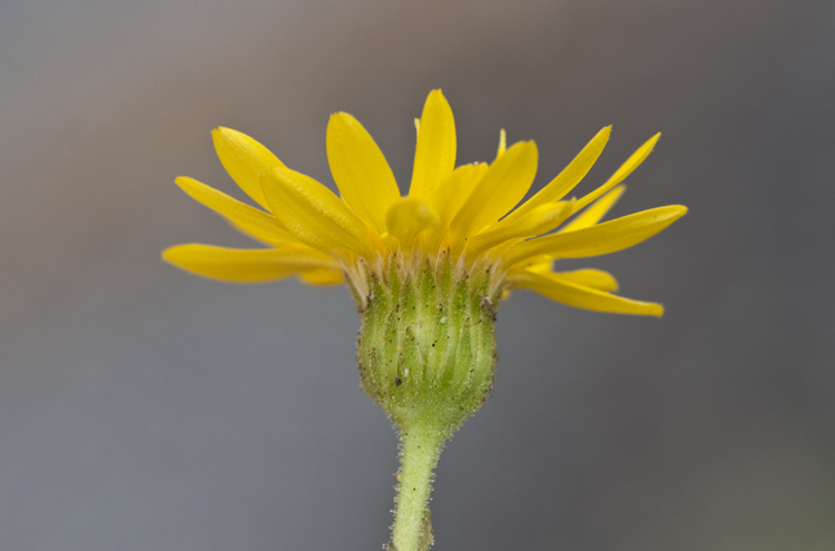 Image of Maryland goldenaster