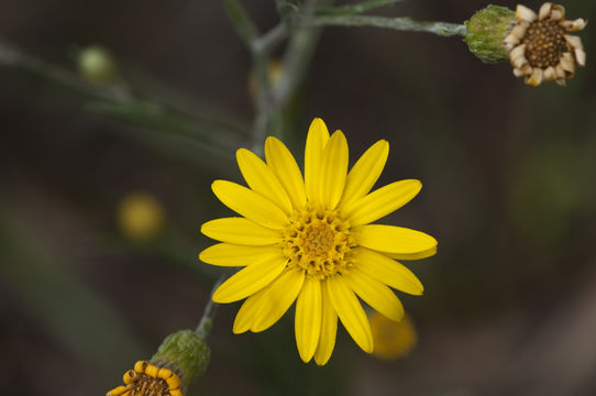 Image of narrowleaf silkgrass