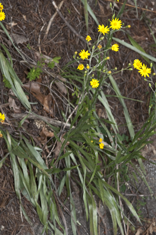 Pityopsis graminifolia var. latifolia (Fern.) J. C. Semple & F. D. Bowers resmi