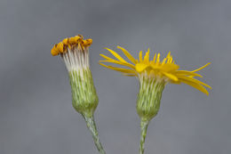 Pityopsis graminifolia var. latifolia (Fern.) J. C. Semple & F. D. Bowers resmi